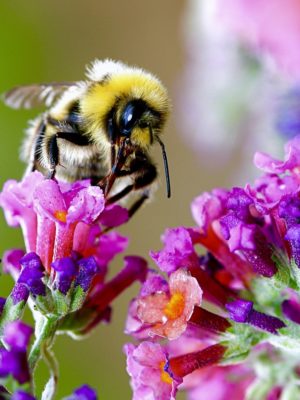 Pollinators Need Our Help